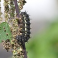 Admiral (Vanessa atalanta)